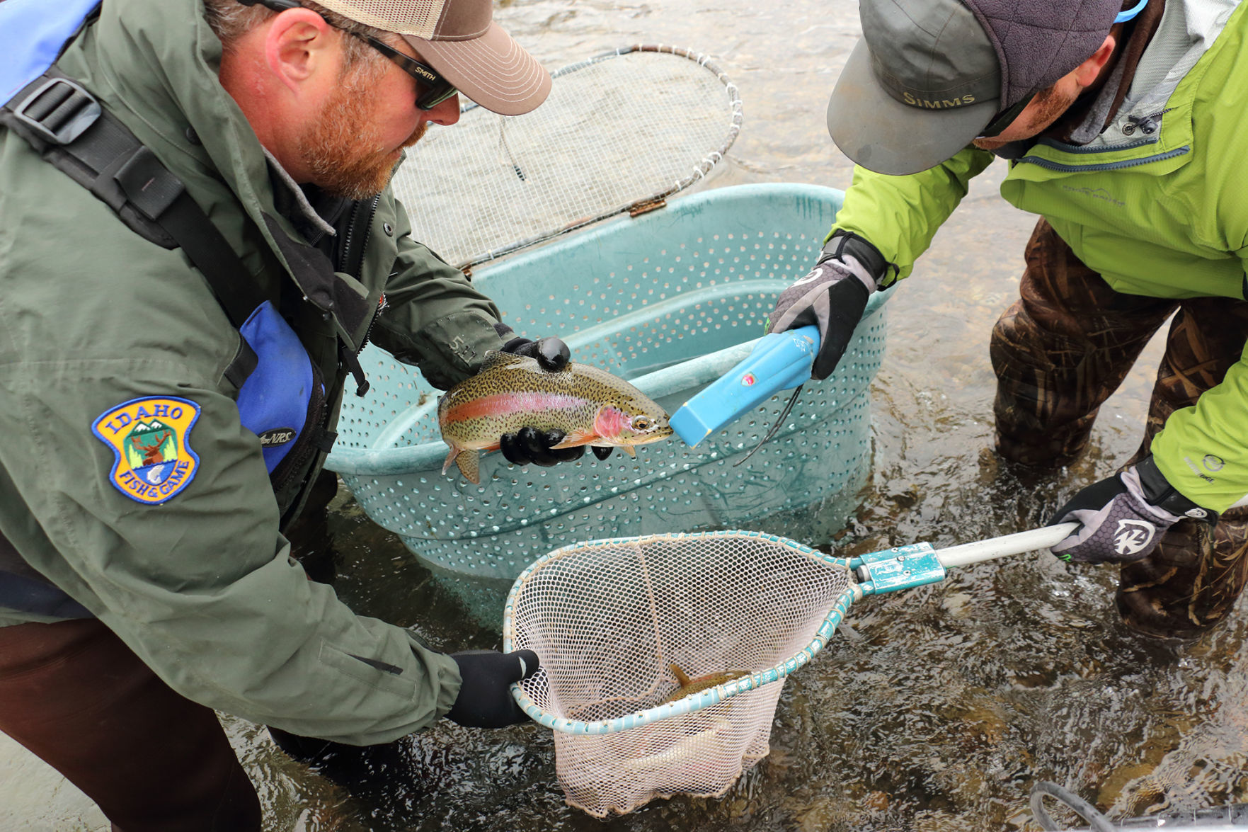 Tagged fish